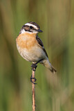 Image. Whinchat