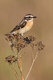 Image. Whinchat