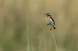 Image. Whinchat