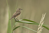 Image. Whinchat