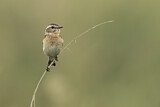 Image. Whinchat
