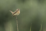 Image. Whinchat