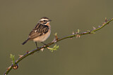 Image. Whinchat