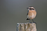 Image. Whinchat