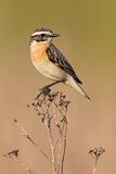 Image. Whinchat