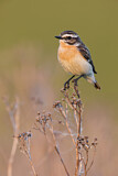 Image. Whinchat
