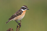 Image. Whinchat