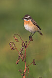Image. Whinchat