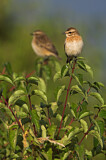 Image. Whinchat