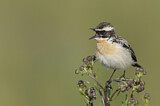 Image. Whinchat