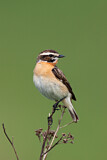 Image. Whinchat