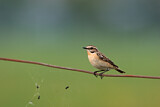Image. Whinchat