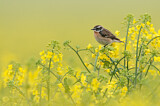 Image. Whinchat