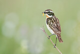 Image. Whinchat