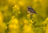 Image. Whinchat