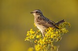 Image. Whinchat