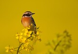 Image. Whinchat