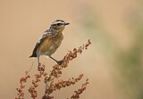 Image. Whinchat