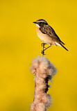 Image. Whinchat