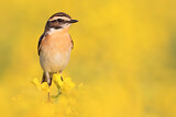 Image. Whinchat