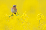 Image. Whinchat