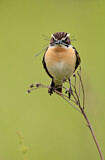Image. Whinchat