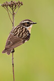 Image. Whinchat