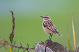 Image. Whinchat