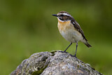 Image. Whinchat