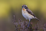 Image. Whinchat
