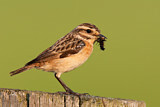 Image. Whinchat