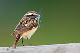 Image. Whinchat