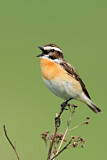 Image. Whinchat