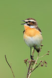 Image. Whinchat
