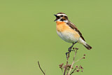 Image. Whinchat