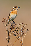 Image. Whinchat