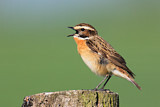 Image. Whinchat