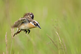 Image. Whinchat