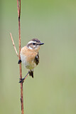 Image. Whinchat