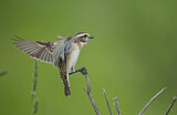 Image. Whinchat