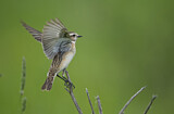 Image. Whinchat