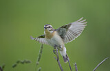 Image. Whinchat