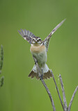 Image. Whinchat