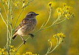 Image. Whinchat
