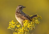 Image. Whinchat