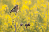 Image. Whinchat