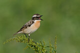 Image. Whinchat