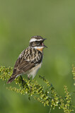 Image. Whinchat