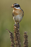 Image. Whinchat