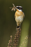 Image. Whinchat